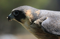 Hobby Falcon (click to enlarge)